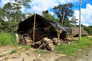 La energía eólica ha disparado el consumo de madera de balsa en Ecuador y generado un mercado negro que pone en aprietos a la industria maderera, más allá del impacto ambiental y social que arrastra en zonas de la Costa y la Amazonía. (ARCHIVO) 
