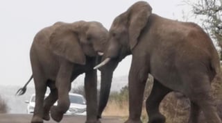 Los elefantes pelearon por aproximadamente 30 minutos (CAPTURA)