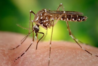 La primera prueba en Estados Unidos con mosquitos Aedes aegypti modificados genéticamente para controlar la población del insecto transmisor de enfermedades como el dengue, el zika y la fiebre amarilla comienza esta semana en los Cayos de Florida. (ESPECIAL) 
