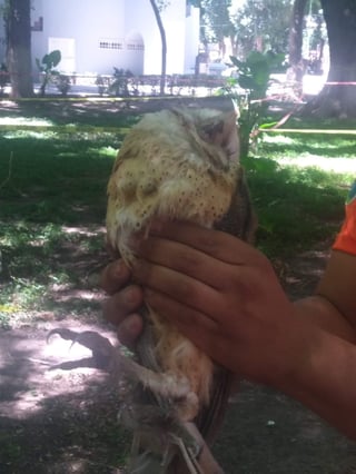 El ave fue trasladada a un veterinario para descartar heridas.