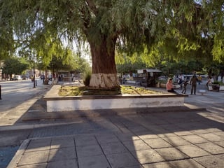 Estado actual del sabino en la Plaza Juárez. Desde la consumación de la Independencia en 2021, México tiene en el sabino un árbol que lo representa en todo el mundo. (CORTESÍA)