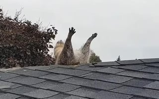 El mapache quedó 'patas arriba' al atorarse en el hueco de una casa en Canadá (CAPTURA) 