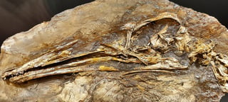 Un detallado estudio anatómico de Pelecanimimus polyodon -un importante dinosaurio hallado en Cuenca (centro de España)- revela nuevos conocimientos sobre la evolución de los ornitomimosaurios, un grupo de dinosaurios terópodos emparentados con las aves modernas que habitaron Laurasia y África en el Cretácico. (ESPECIAL) 
