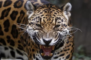 Grupos ambientalistas y científicos de dos universidades quieren que los gerentes de vida silvestre de Estados Unidos consideren reintroducir jaguares al suroeste estadounidense. (ARCHIVO) 
