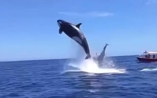 Mientras trataba de cazar al delfín, la orca realizó el espectacular salto (CAPTURA) 