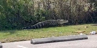 Las autoridades del condado Lee, en el suroeste de Florida (EUA), capturaron a un caimán de 1.8 metros (6 pies) que merodeaba por el estacionamiento de un local de comida rápida de la cadena Wendy's y que incluso empezó a perseguir a clientes, recogen este miércoles medios locales. (ESPECIAL) 
