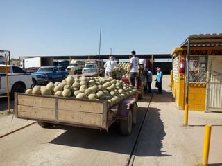 Ayer miércoles el melón se vendía ya a 5 pesos y todavía algunos 'coyotes' ofrecían a los productores 4.50 pesos el kilo. (EL SIGLO DE TORREÓN) 