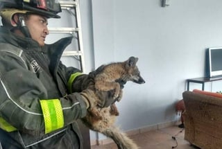 El zorro fue puesto bajo resguardo por el personal de rescate (FACEBOOK) 