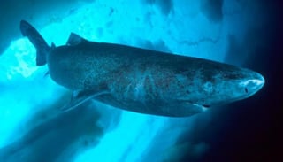 Investigadores de la Agencia Japonesa de Ciencia y Tecnología Marinas y de la Tierra (JAMSTEC) han logrado registrar por primera vez la velocidad de nado del tiburón dormilón del Pacífico (Somniosus pacificus), un ejemplar muy difícil de ver. (ESPECIAL) 
