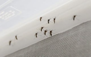 El mosquito aedes aegypti es el transmisor del dengue.