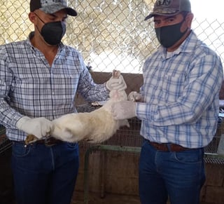 La dirección de Desarrollo Rural en el municipio de Lerdo continúa aplicando la vacuna gratuita a conejos contra la enfermedad hemorrágica viral tipo 2 que ataca a estos animales. (DIANA GONZÁLEZ)