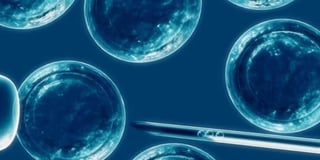 Un grupo internacional de científicos aconsejó levantar la restricción que prohíbe cultivar en un laboratorio embriones humanos durante más de 14 días. (ESPECIAL) 
