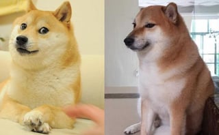 'Doge' y 'Cheems' se han convertido en los protagonistas de decenas de memes gracias a internautas (CAPTURA)  