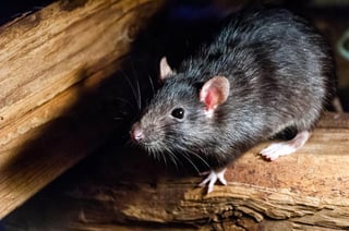 La enfermedad se contagia a través de roedores infectados con el virus (ESPECIAL)  