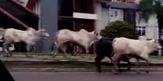 Las autoridades lograron capturar a las 17 vacas (CAPTURA)