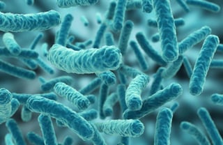Hace dos años un equipo británico creó una bacteria sintética y ahora han modificado su código genético para que sea resistente a las infecciones virales y para que sus células fabriquen polímeros sintéticos, un avance que puede tener aplicaciones en biología, medicina y medicamentos. (ESPECIAL)
