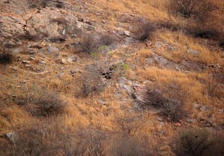 'Hice algunas tomas al azar de colinas sin ver al leopardo', dijo Abhinav Garg. (INTERNET)