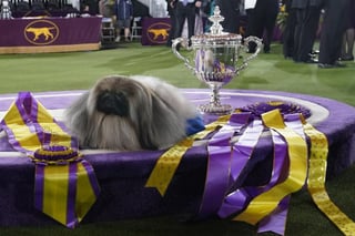 Un perro pequinés de nombre Wasabi ganó el premio al mejor de la exposición canina del Westminster Kennel Club el domingo, lo que supone la quinta victoria en la historia de esta inconfundible raza toy. (ESPECIAL) 
