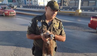 Un gatito fue rescatado por elementos de la Policía Ambiental del puente El Sarape, luego de que un auto en movimiento lo lanzara sobre dicha vialidad la cual es una de las más transitadas de Saltillo. (ISABEL AMPUDIA)