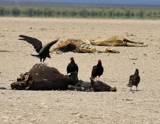 A diario se registra la muerte de por lo menos 100 cabezas de ganado, según estimó Rogelio Soto, presidente de la UGRD.