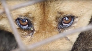 Activistas locales y de otros países a favor de los derechos de los animales, luchan por detener el festival en el que el principal objetivo es consumir carne de perros (ESPECIAL)  