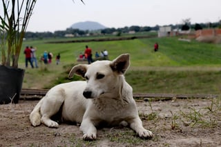 La Fiscalía General del Estado de Oaxaca (FGEO) inició una carpeta de investigación por el delito de crueldad animal, por el envenenamiento y muerte de ocho perros en Zimatlán de Álvarez. (ESPECIAL) 