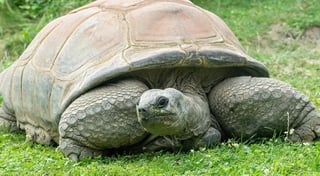 La tortuga se sumó al zoológico desde 1953 y se piensa que su edad aproximada era de 130 años (ESPECIAL) 