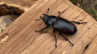 Un equipo de expertos halló una nueva especie de escarabajo en Bolivia que lleva el nombre de una entomóloga boliviana y que es característico por los colores de su cuerpo y su parecido a una hormiga. (ESPECIAL) 
