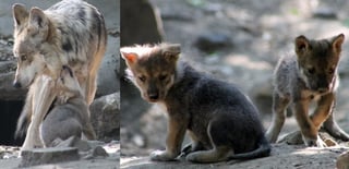 El nacimiento de la camada de tres machos y dos hembras, se dio en el mes de abril en el zoológico de Chapultepec (ESPECIAL) 