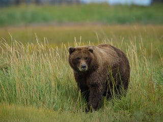 La pareja visitaba unas aguas termales cuando vieron que un oso pardo los seguía, según relatan. (INTERNET)