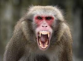 Un trabajador del Centro chino para el Control y la Prevención de Enfermedades murió tras contraer el virus Herpes B, enfermedad transmitida entre monos, principalmente los macacos, y que es considerada como 'altamente rara en humanos'.  
