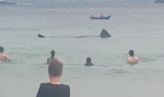 Los tiburones se alejaron de la playa luego de unos minutos (CAPTURA)