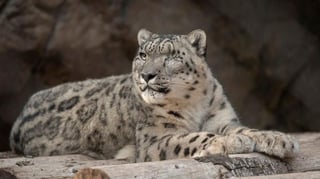 De acuerdo a los cuidadores del zoológico, el leopardo 'Ramil' presentó tos seca y secreción nasal tras contagiarse de COVID-19 (AP) 
