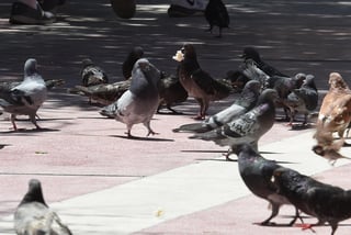 El ambientalista Francisco Valdés Perezgasga dijo que la primer causa por la cual hay una concentración masiva de palomas en Torreón es la abundancia de basura así como aquellas personas que le dan de comer a las aves “creyendo que están haciendo un bien”. (JESÚS GALINDO)
