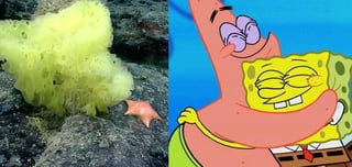 El público en redes sociales no pudo evitar comparar a las criaturas marinas con los personajes de 'Bob Esponja' y 'Patricio' (CAPTURA) 