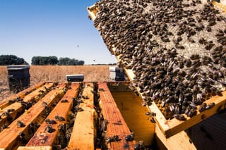 Los apicultores en Guatemala buscan mantener un negocio amigable con el medioambiente en la nación centroamericana pese a las amenazas existentes, como la crisis climática o el reciente envenenamiento de un millón de abejas en una finca en la región central del país. (ARCHIVO) 

