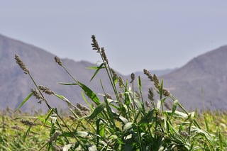 Los ejidatarios aprovechan los escurrimientos para sembrar distintos cultivos como maíz, nogal, sandía, repollo, entre otros. (ARCHIVO)