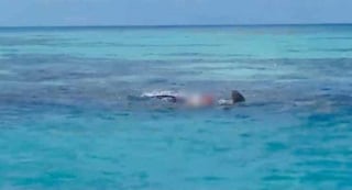 El cuerpo del hombre flotando en el mar fue reportado a las autoridades, sin embargo, cuando éstas arribaron los restos humanos ya estaban siendo devorados por un tiburón (CAPTURA)  