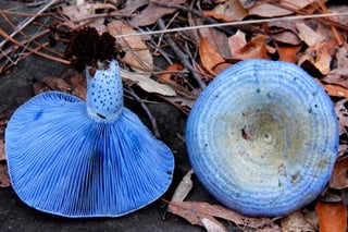 Agosto trae como apellido y por mandato de la temporada de lluvias a Hongosto, y uno de
los favoritos es el Lactarius indigo, también conocido como hongo Azul (INTERNET) 
