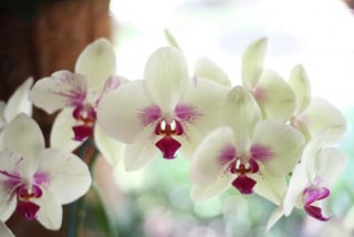 El gubernamental Instituto Nacional de Biodiversidad (Inabio) de Ecuador anunció el descubrimiento de tres nuevas especies de orquídeas en el país, dos de ellas bajo amenaza crítica de extinción. (ESPECIAL) 