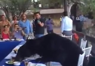 Una vez más, un gran oso interrumpió 'un evento de humanos' en las altas colinas de Chipinque en San Pedro Garza García en Monterrey, Nuevo León.