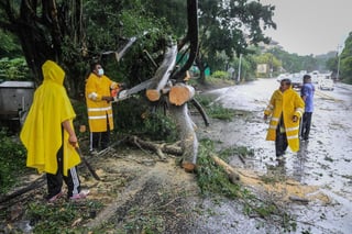 
La coordinadora de Protección Civil explicó que en 44 municipios de seis estados del occidente y norte del país se registraron caídas de árboles. (ARCHIVO)