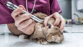 La reforma aprobada por el pleno del Senado señala que quedan estrictamente prohibidas las pruebas en animales de ingredientes, en productos cosméticos finalizados, en sus ingredientes o la mezcla de ellos (ESPECIAL) 