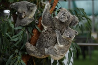 Un virus mortal que deteriora el sistema inmunológico y provoca enfermedades como cáncer en los koalas es transmitido de madres a crías, según un estudio académico. (ARCHIVO)
 