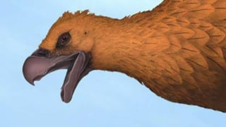 Un equipo de investigadores argentinos comunicó en la revista Journal of Vertebrate Paleontology el descubrimiento en el centro de Argentina de los últimos teratornítidos, unas aves voladoras carnívoras gigantes que habitaron América del Sur durante el Pleistoceno tardío, según dijo a Efe uno de los investigadores. (ESPECIAL)
 