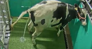 Ante la propagación de residuos de las vacas que generan la contaminación por amoníaco, científicos buscan una manera de reducir esto (ESPECIAL) 