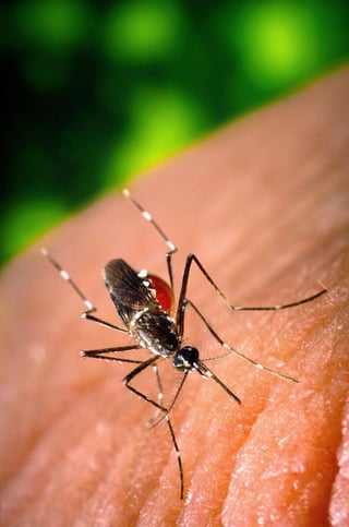 El dengue es una enfermedad vírica transmitida por mosquitos y puede ser mortal.