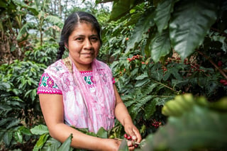 Más de 3 mil 500 pequeñas y pequeños productores comercializan café más sostenible. (EL SIGLO DE TORREÓN)