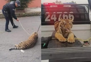 El tigre de bengala fue asegurado por las autoridades del Estado de México, luego de ser sorprendido deambulando por las calles de Cuautitlán Izcalli (CAPTURA) 