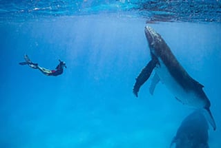 Las ballenas se acercaron a la pareja por curiosidad (CAPTURA)